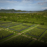 Cultivated fields in neat green plots seen from above, with hills beyond