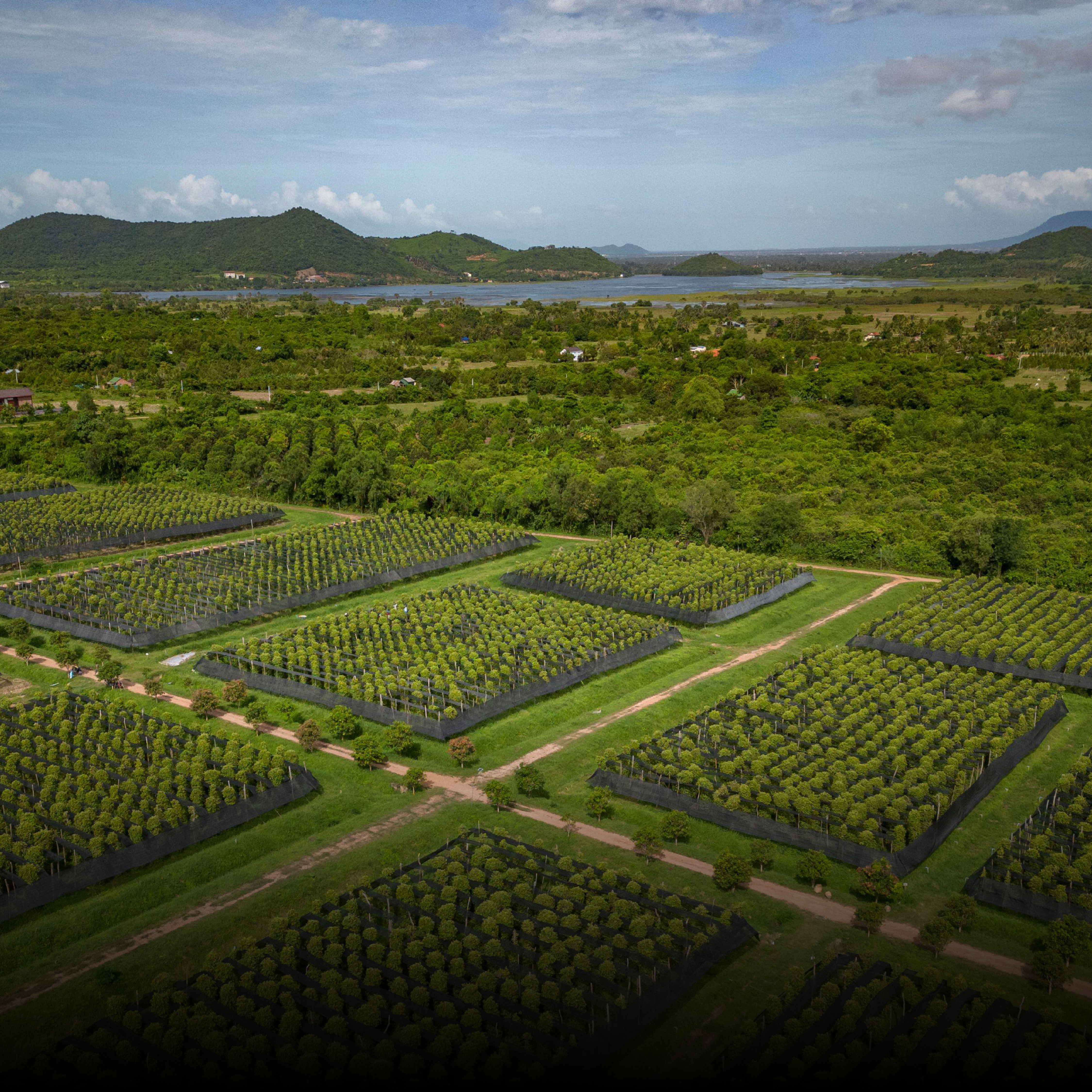 Cultivated fields in neat green plots seen from above, with hills beyond