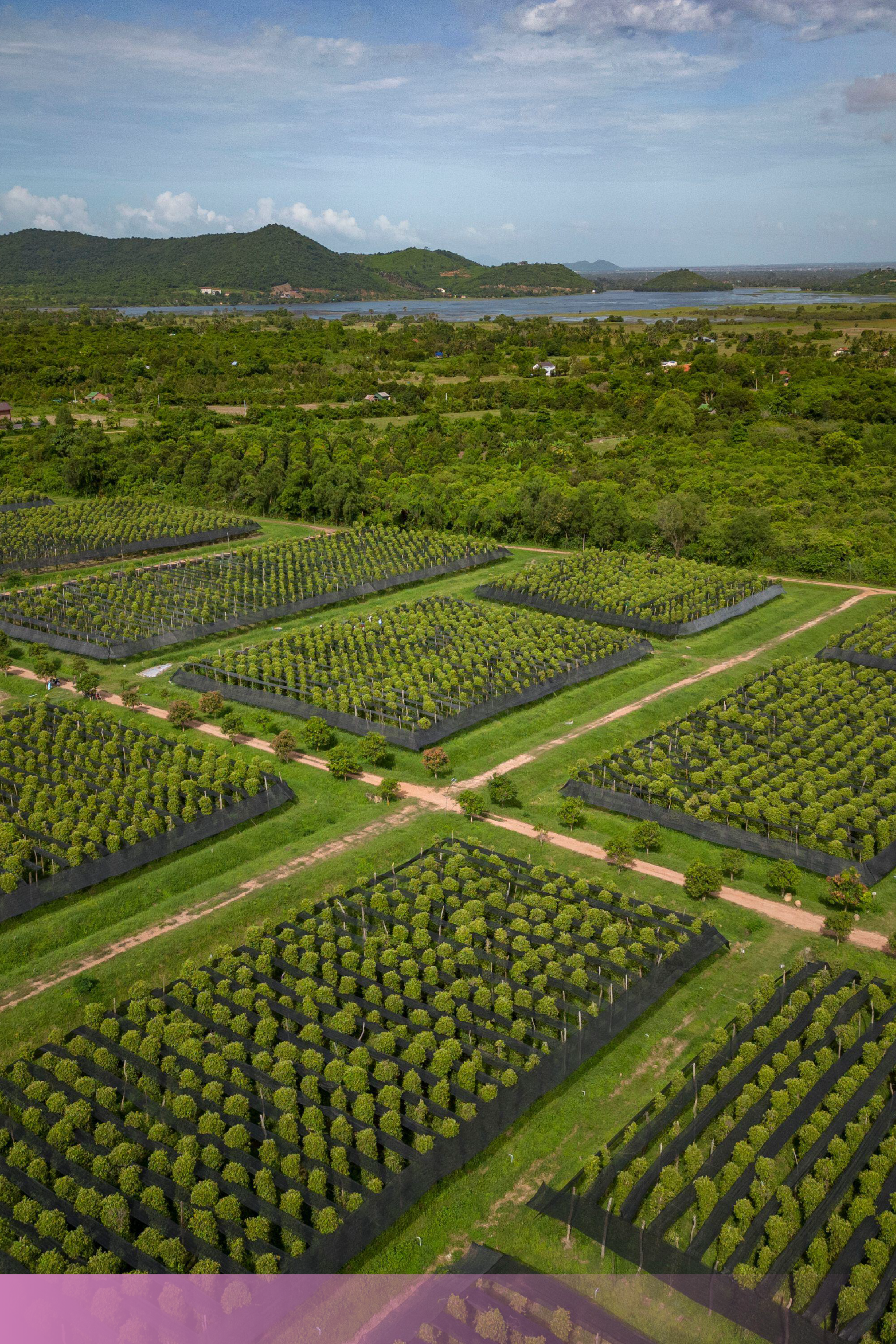 Plantations in rural Cambodia